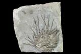 Mississipian Fossil Echinoid (Archaeocidaris) - Missouri #162665-1
